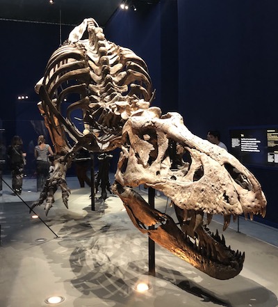 Trix- Tyrannosaure-Rex